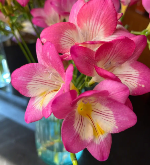 香雪兰种植多久开花