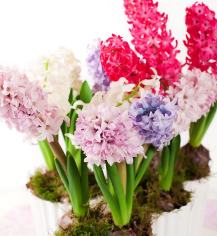 风信子开花后还能留吗