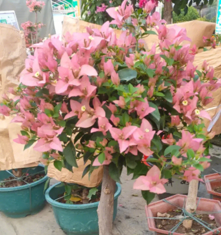 佩德罗和卡亚塔谁更勤花