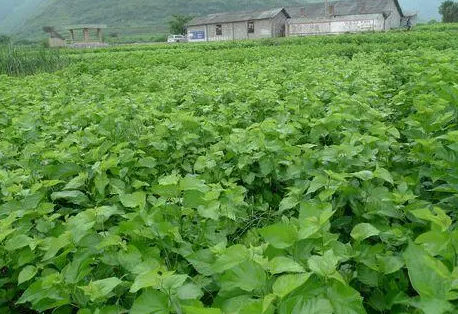 一亩桑树可以养多少蚕