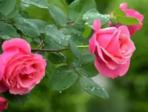 月季施什么肥开花最好