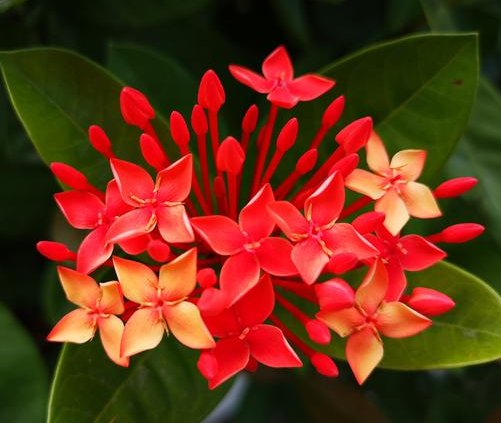 怎么让花开得鲜艳