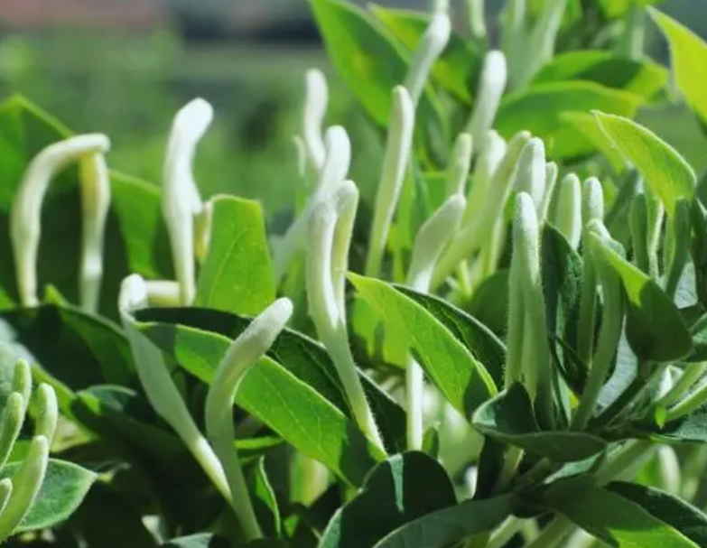 什么时候摘金银花最合适