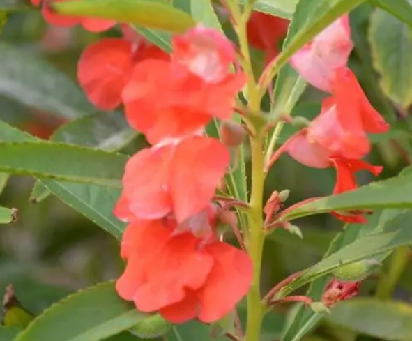 凤仙花对人的危害有多大