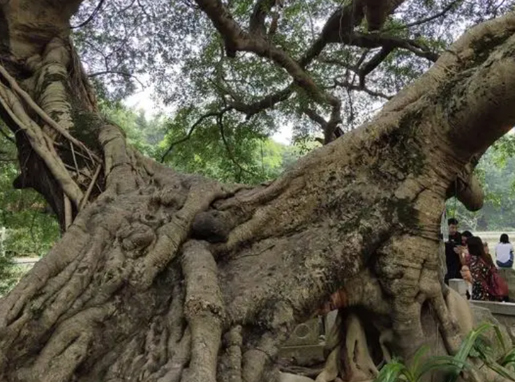 榕树花怎么养殖呢