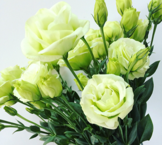 洋桔梗开完花怎么养护