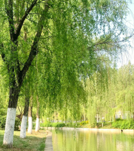 涝洼地适合栽什么树