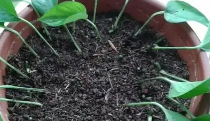 刚移栽的花卉能浇生根粉吗