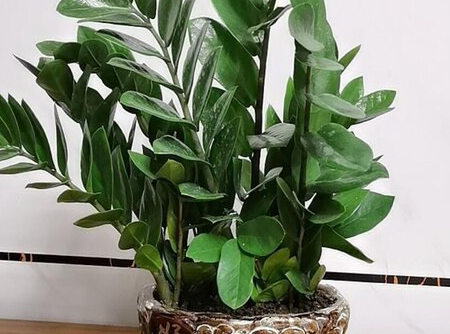 一进门看见摇钱树好不好