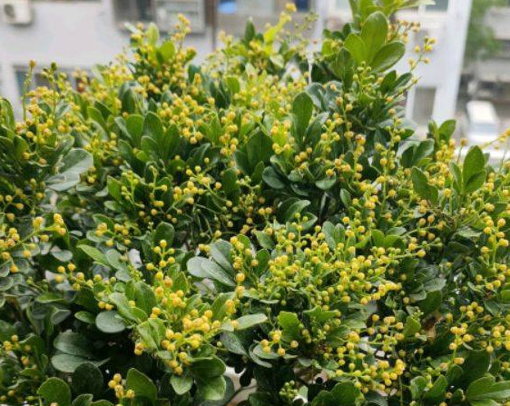 米兰花什么时候换盆