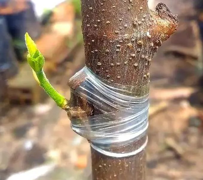 果树嫁接方法