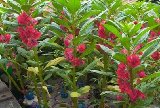 凤仙花最显著的特点是
