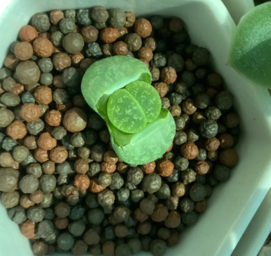 屁屁花怎么繁殖方法