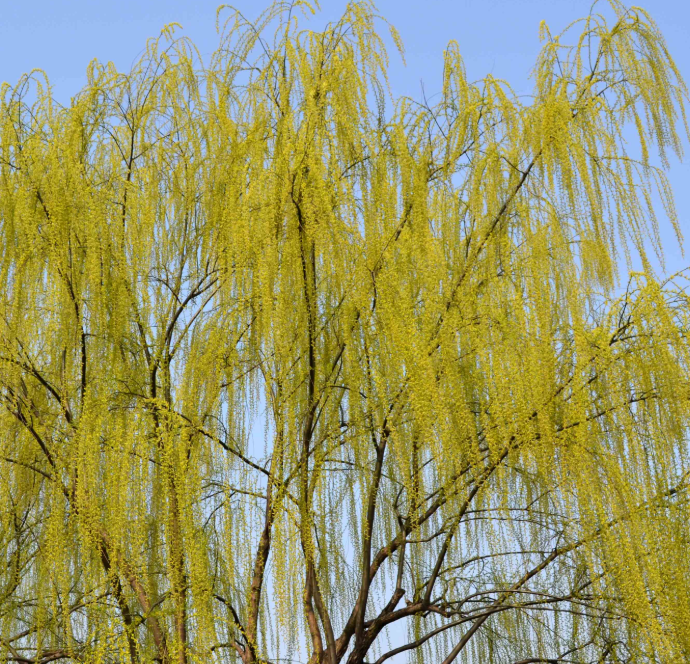 柳树泡水多久能浇花