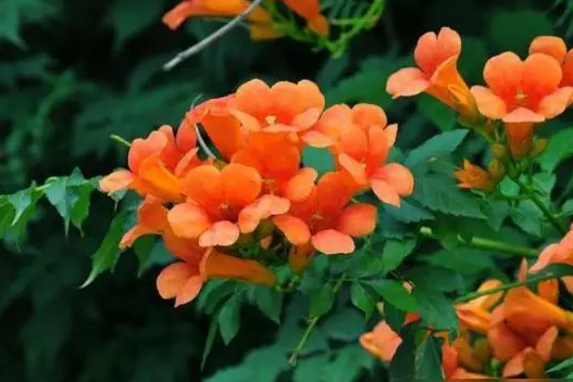 冬季可以扦插凌霄花吗