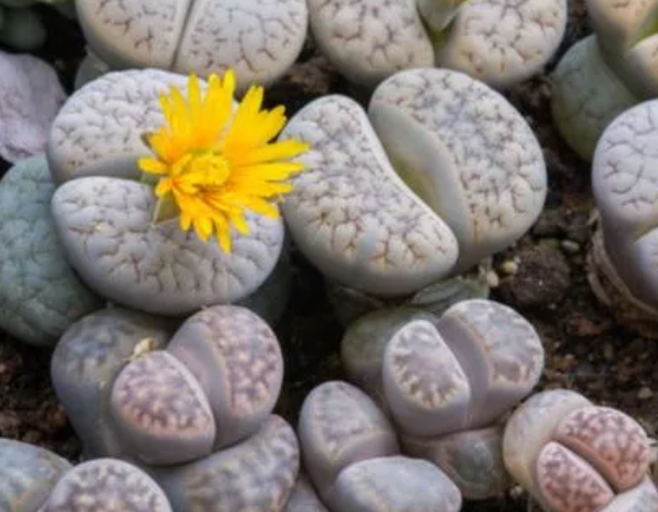 生石花12月还可以播种吗