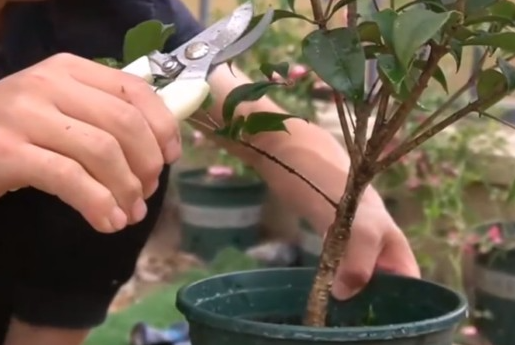 桂花一年修剪几次最好