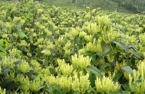 金银花种植前景如何19年