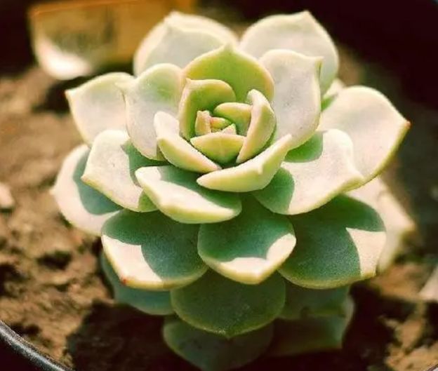 多肉植物花语大全