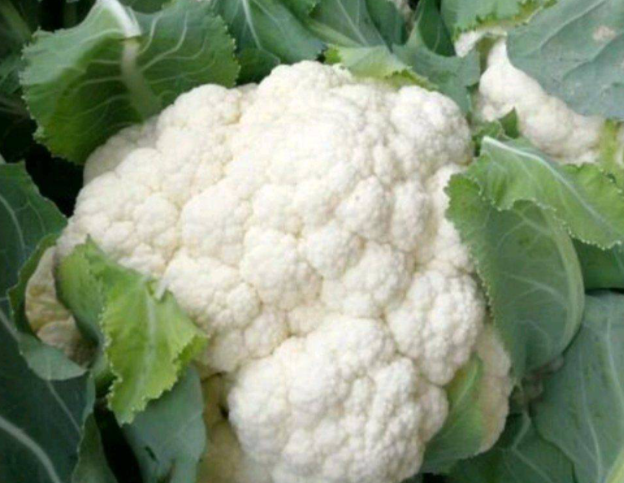 白花菜亩多少颗种植