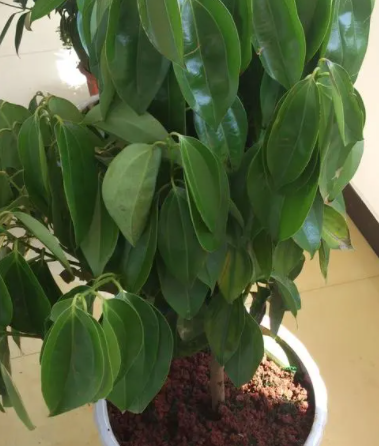 平安树长歪了怎么办