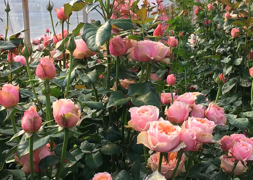 玫瑰花的生活环境及特点