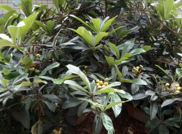 枇杷树盆景能在室内养吗