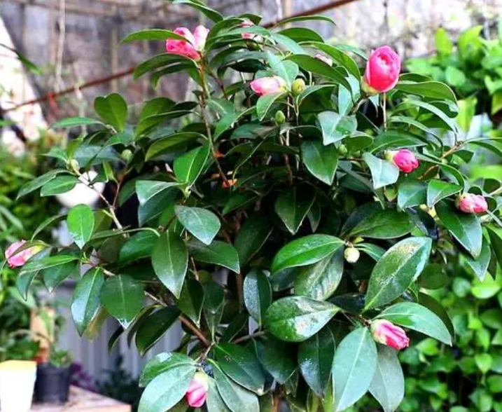 秋季茶花移栽注意事项