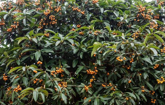 家种枇杷树好吗风水好吗