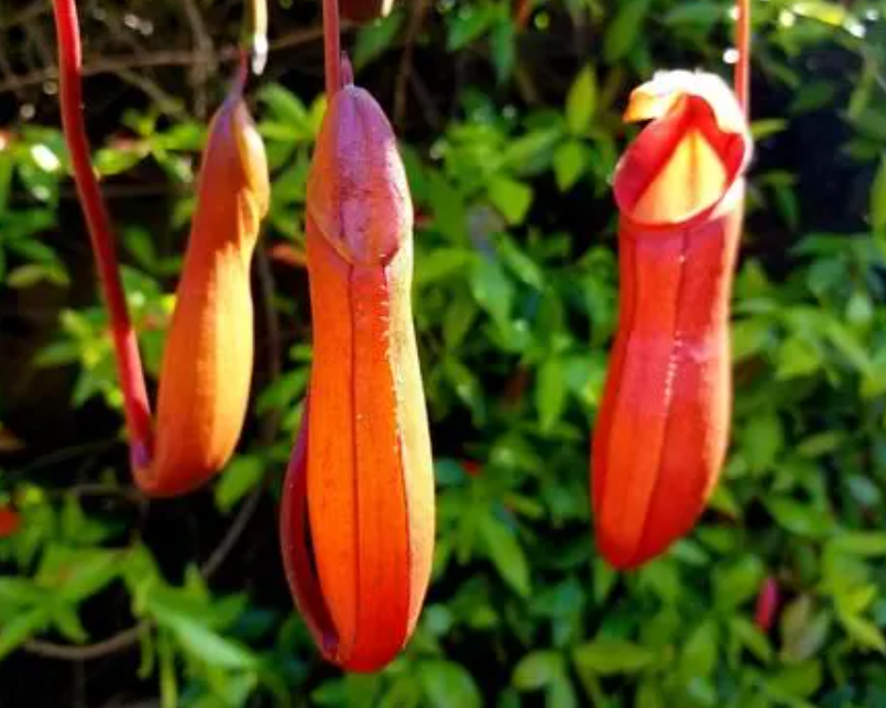 猪笼草食虫花