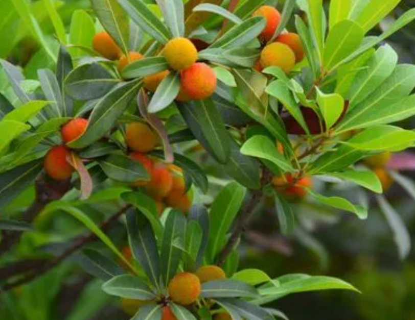 杨梅树怎么修剪