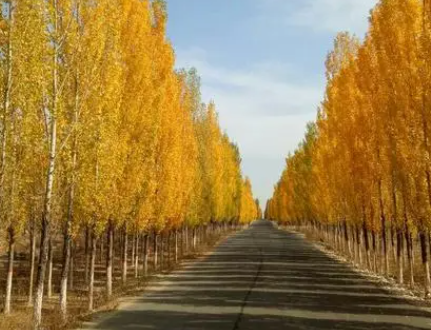 杨树追肥用什么肥好