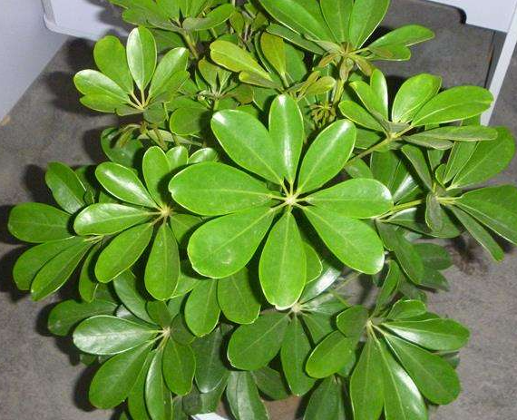 不开花的植物用什么肥料好