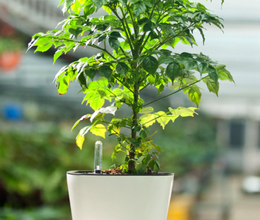 幸福树如何管理呢