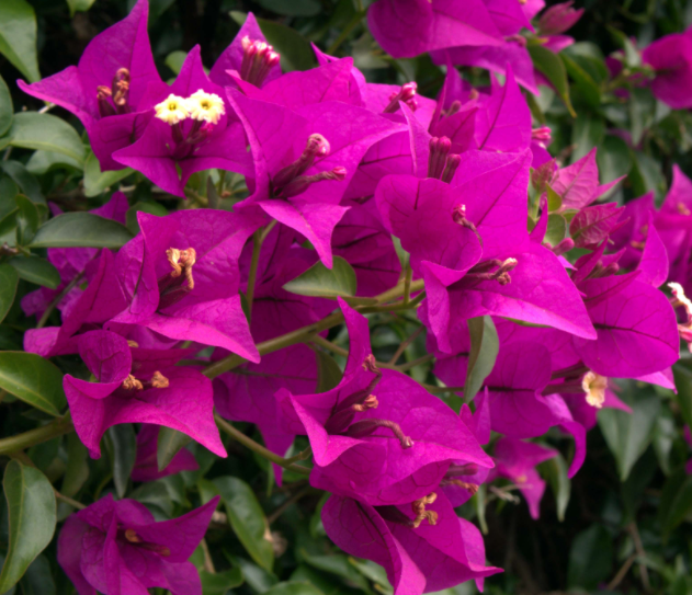 勤花品种推荐有哪些呢