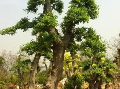 榆树移栽根部怎么处理