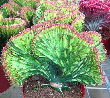 麒麟花为什么会烂