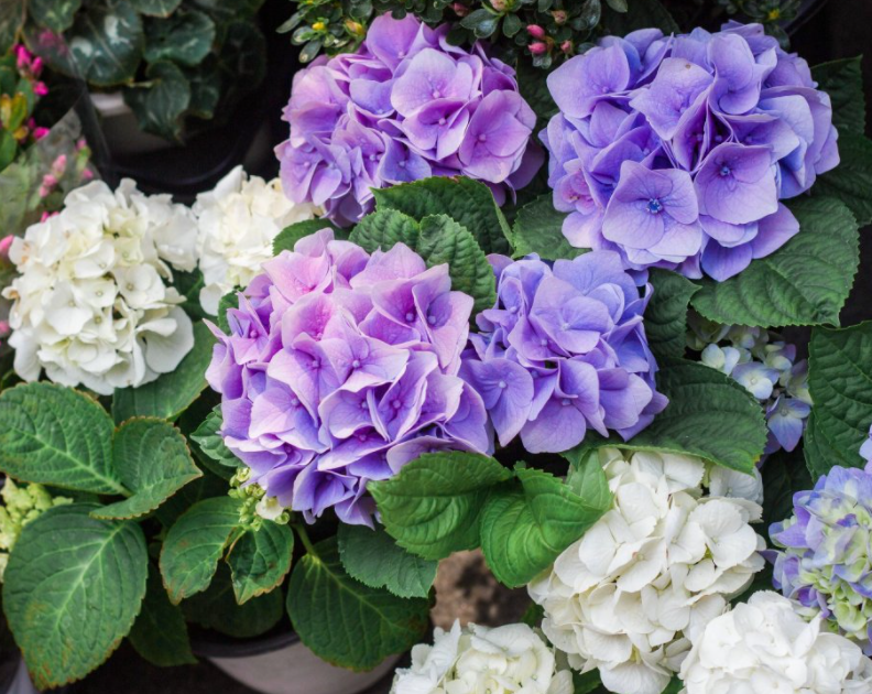 绣球花水养可以养多久