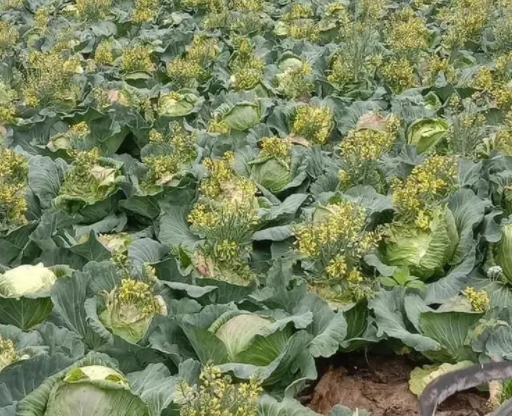 包菜开花了还能吃吗