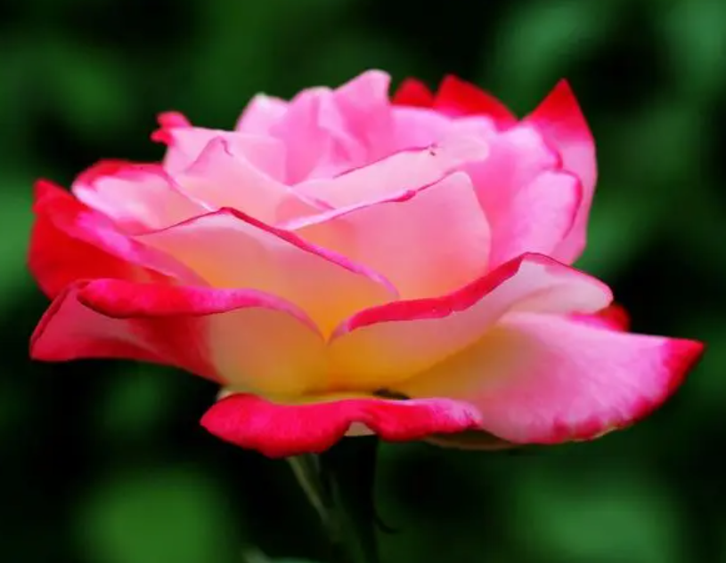 月季如何选择花盆呢