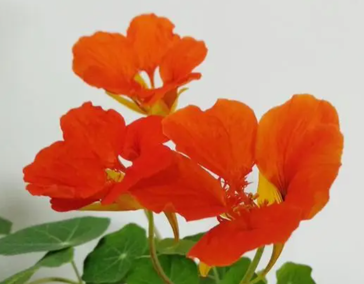 旱莲花如何繁殖