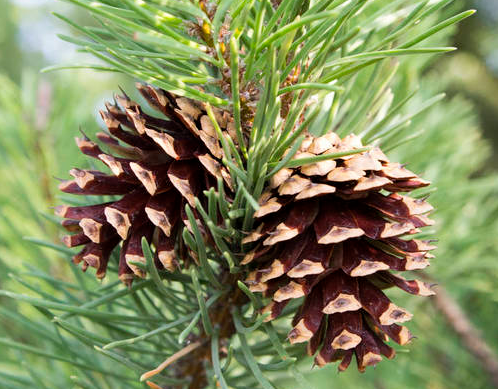 松果树什么时候结果