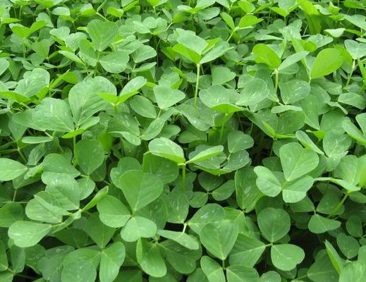 金花菜几月份种最好