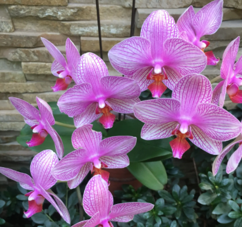 羊粪养兰花的正确方法是什么呢