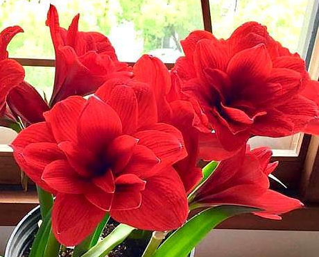 朱顶红的花语是什么呢