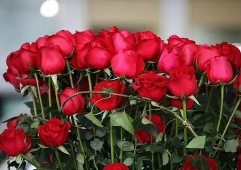 买来的玫瑰花可以栽在土里么