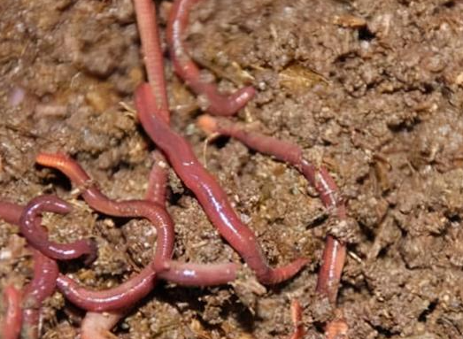 公园挖来的蚯蚓土能种花吗