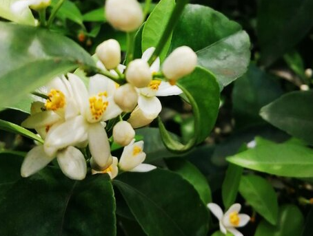 啤酒可以浇桔子树吗