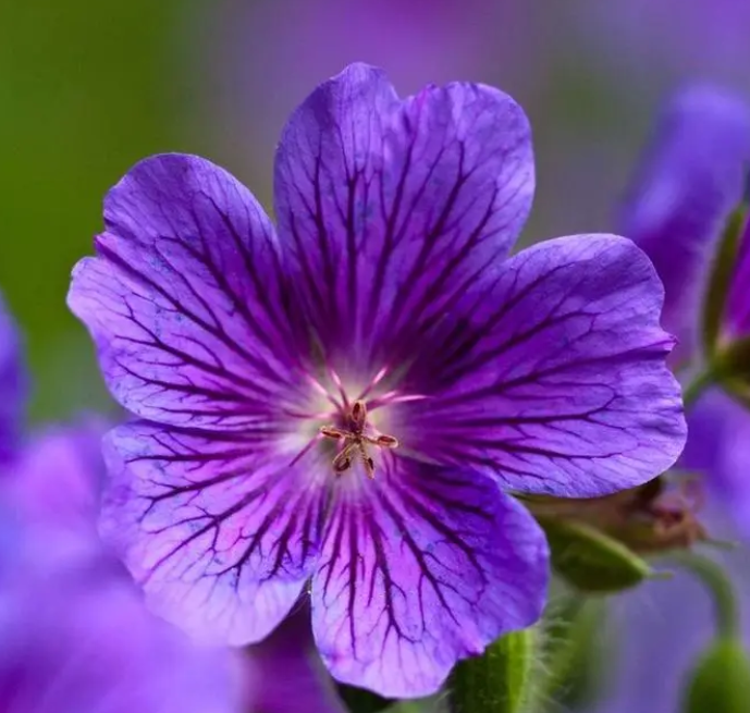 紫罗兰花好养吗