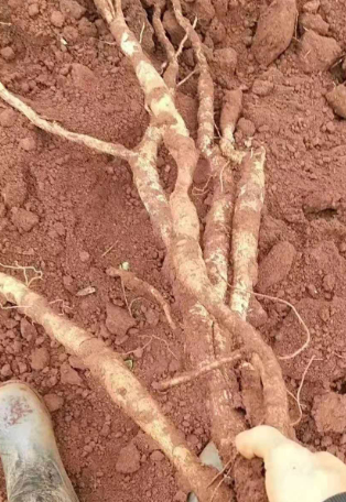 牛大力什么时候开花